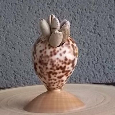 Porte Piques en Coquillages. Corps Cypraera Tigris, Socle Callista Chione, Pique Oliva sur tige fourchue en métal inoxydable.
