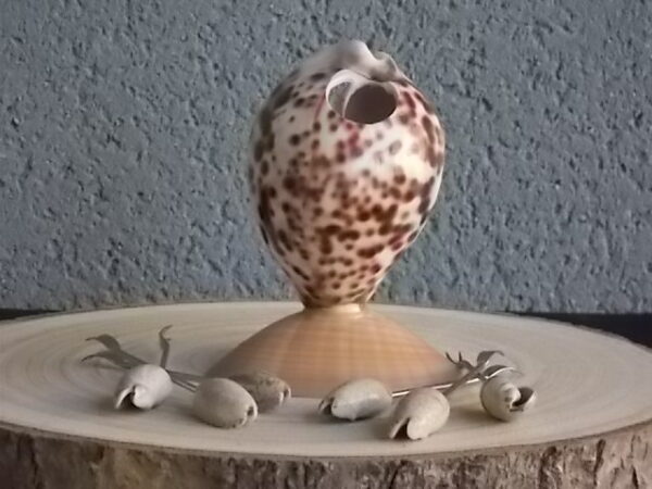 Porte Piques en Coquillages. Corps Cypraera Tigris, Socle Callista Chione, Pique Oliva sur tige fourchue en métal inoxydable.