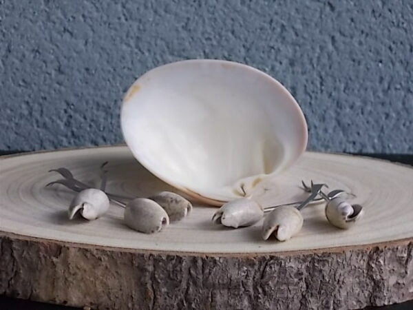 Porte Piques en Coquillages. Corps Cypraera Tigris, Socle Callista Chione, Pique Oliva sur tige fourchue en métal inoxydable.