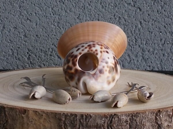 Porte Piques en Coquillages. Corps Cypraera Tigris, Socle Callista Chione, Pique Oliva sur tige fourchue en métal inoxydable.
