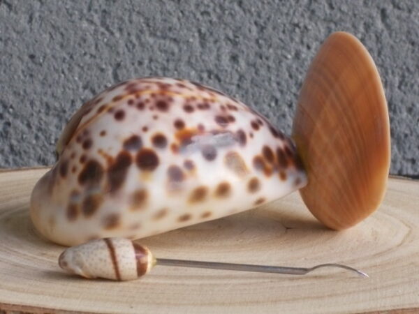 Porte Piques en Coquillages. Corps Cypraera Tigris, Socle Callista Chione, Pique Oliva sur tige fourchue en métal inoxydable.