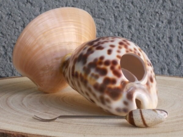 Porte Piques en Coquillages. Corps Cypraera Tigris, Socle Callista Chione, Pique Oliva sur tige fourchue en métal inoxydable.