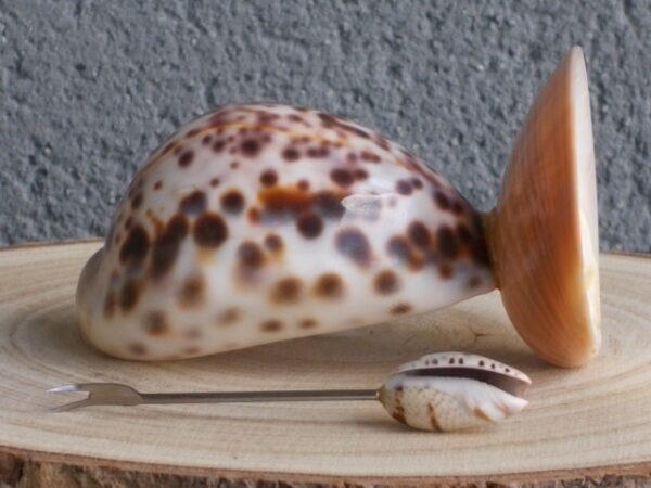 Porte Piques en Coquillages. Corps Cypraera Tigris, Socle Callista Chione, Pique Oliva sur tige fourchue en métal inoxydable.