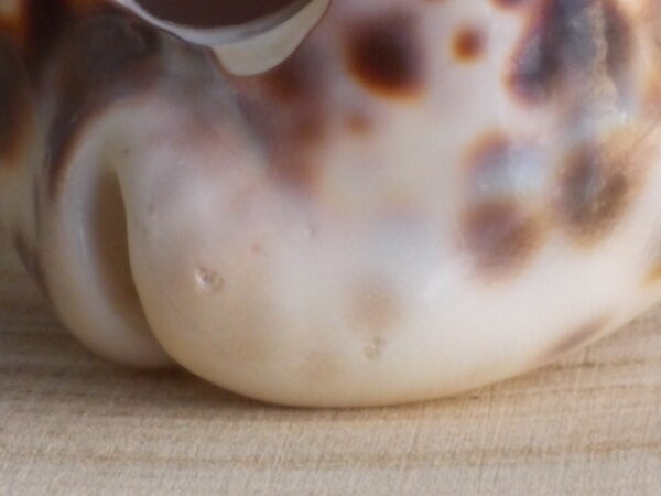 Porte Piques en Coquillages. Corps Cypraera Tigris, Socle Callista Chione, Pique Oliva sur tige fourchue en métal inoxydable.